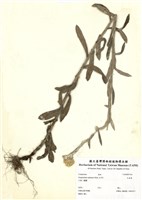 藏品(紅面番)的圖片